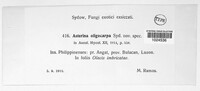 Asterina oligocarpa image